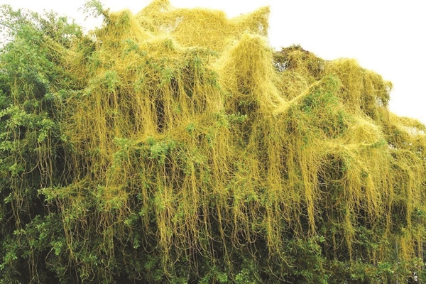 Thân cây vươn dài quấn vào tán lá của cây khác để hút chất dinh dưỡng. Ảnh: Internet