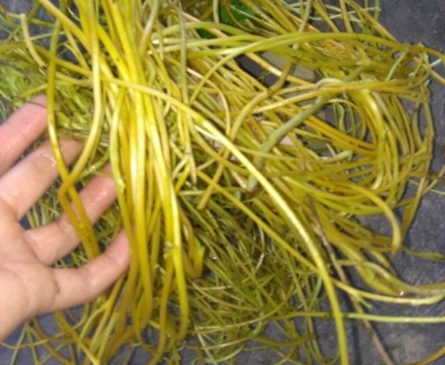 Theo người bán, tơ hồng vàng mọc tự nhiên nên đảm bảo an toàn, sạch sẽ. Ảnh: Thaphaco