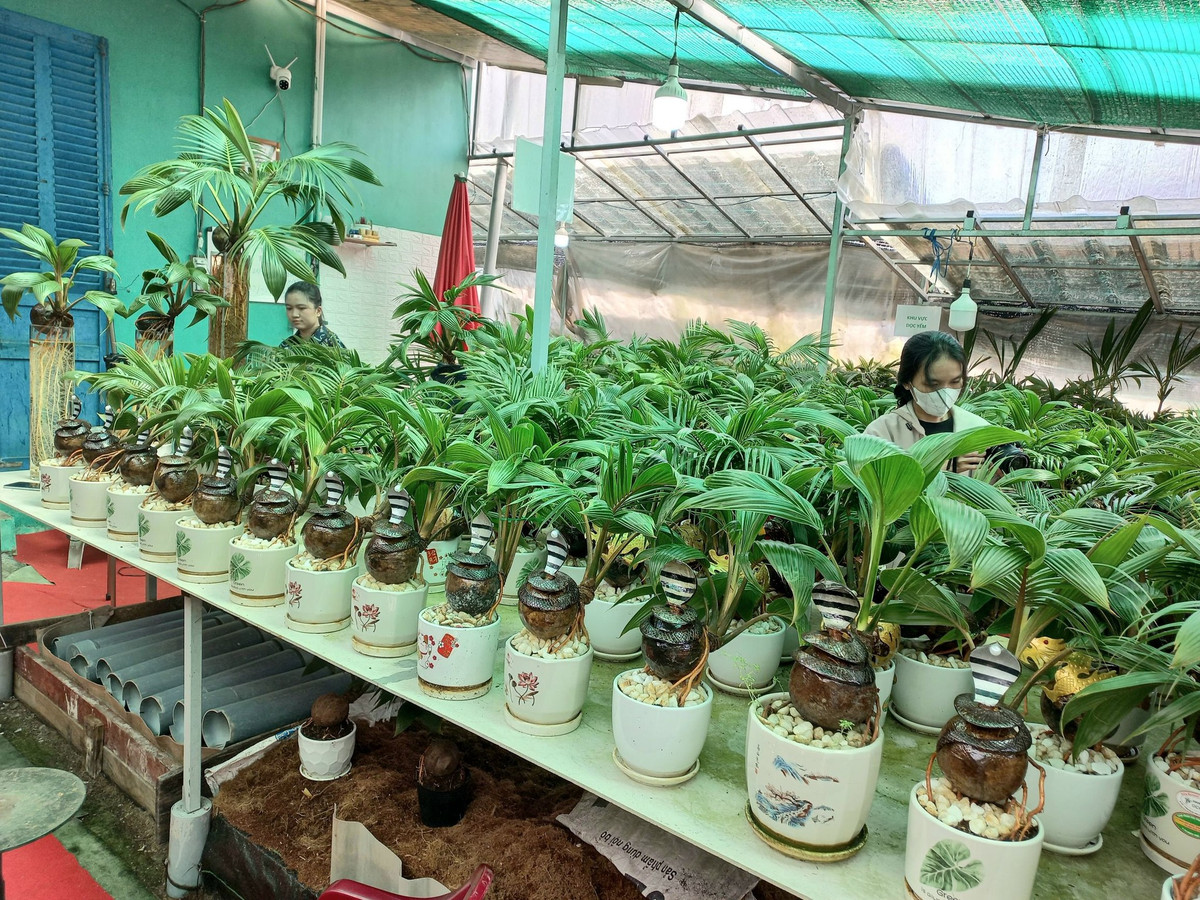 Mỗi chậu bonsai dừa hình rắn này có giá bán lẻ 450.000 đồng. Ảnh: FB Dừa Bonsai Thanh Tùng