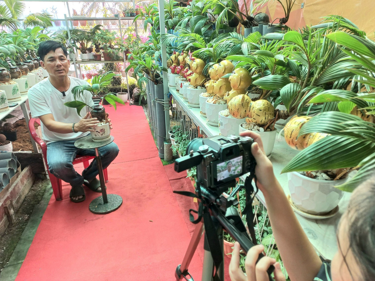 Dù mới trình làng nhưng dừa bonsai hình rắn đã được nhiều khách, nhất là khách quen để ý và quan tâm. Ảnh: FB Dừa Bonsai Thanh Tùng