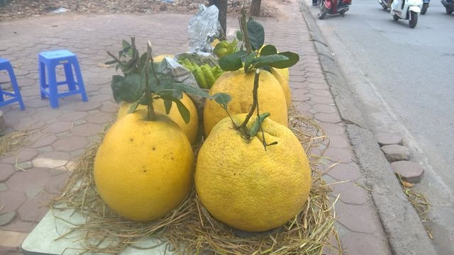 Bưởi Kỳ Đà kích thước lớn và mùi thơm mát nên được nhiều người lựa chọn làm thứ quả trưng bày ngày Tết. Ảnh: Facebook