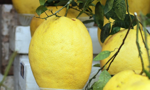 Trên thị trường, mỗi trái bưởi Kỳ Đà có giá từ 300.000 - 1 triệu đồng/quả, tùy theo kích thước. Ảnh: Kinhtedothi