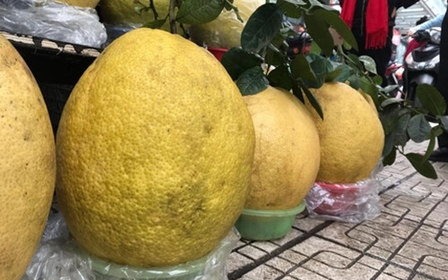 Những trái bưởi Kỳ Đà to dị thường, mã vàng óng, sắc tươi đẹp to và hương rất thơm, chơi bền, có thể bảo quản được 2,3 tháng. Ảnh: Facebook
