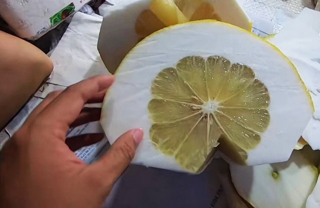 Khi bổ ra, cùi dày cả nửa gang tay, còn phần ruột bên trong thì khá bé. Ảnh: @phandiemvlog