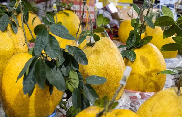 Người bán cho biết, bưởi Kỳ Đà một năm chỉ 1 vụ. Từ tháng 8 âm lịch bòng có màu xanh, đến tháng 10 chuyển màu vàng bắt mắt. Ảnh: Minh Đức/VTCNews