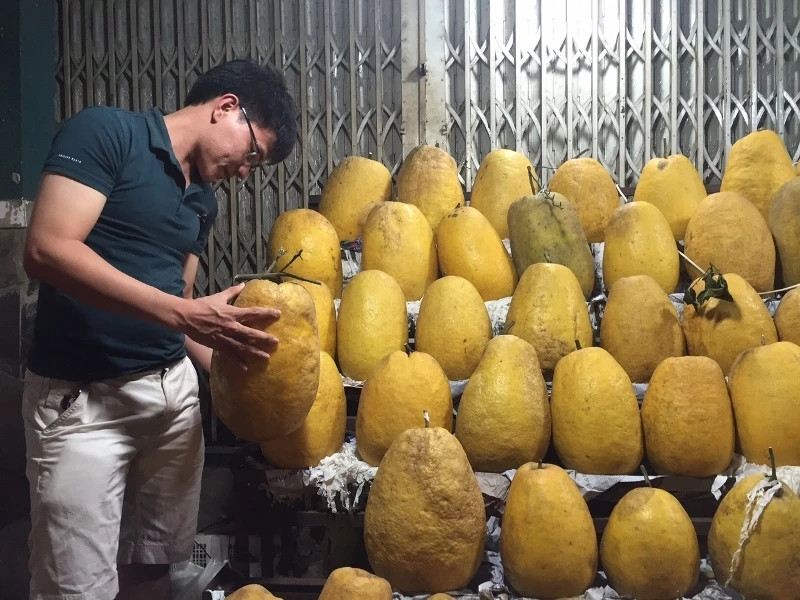 Bưởi Kỳ Đà khổng lồ có xuất xứ tại Tuyên Quang, nặng từ 4 - 5 kg, thậm chí có quả nặng tới 10kg. Ảnh: Plo