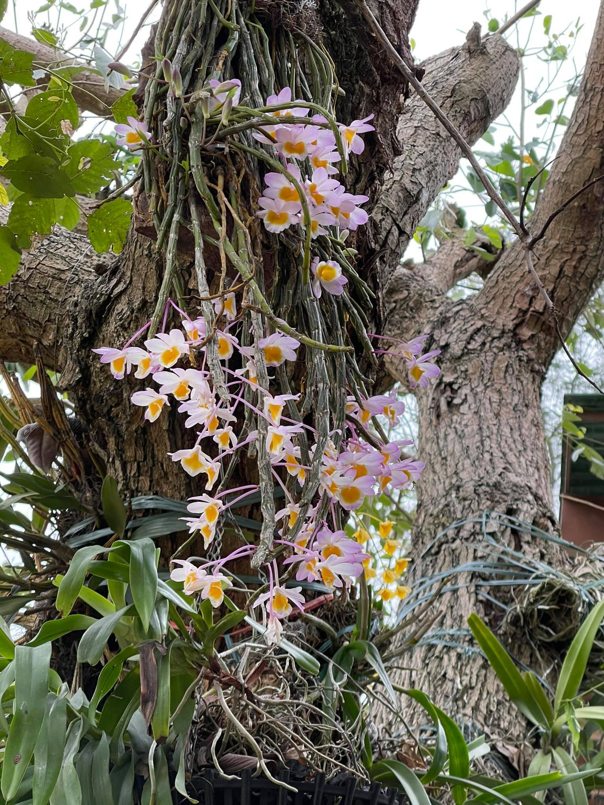 Trong vườn, Mỹ Linh trồng nhiều hoa lan đủ màu sắc. Ảnh: FB Mỹ Linh