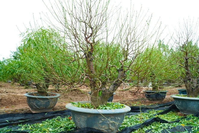 Những cây đào thế giá trị từ vài triệu đồng đến vài chục triệu đồng đã được tuốt lá sạch sẽ, nuôi nụ, nuôi hoa sẵn sàng cung cấp cho thị trường hoa Tết 2024. Ảnh: Suckhoedoisong