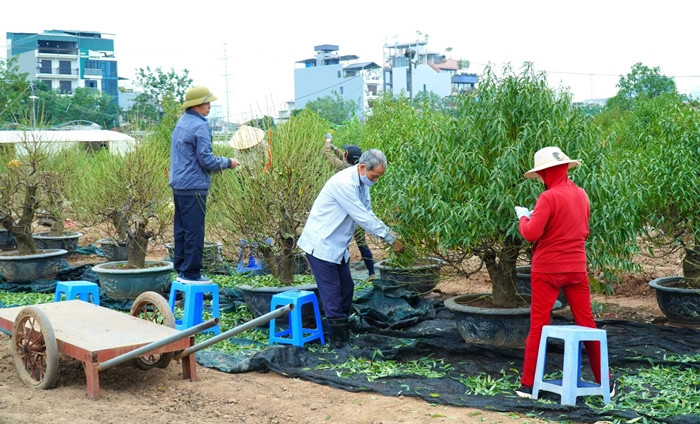 Năm nay, do ảnh hưởng nặng nề từ cơn bão số 3, diện tích đào ở Nhật Tân không còn nhiều. Để hồi sinh vườn đào, người dân làng đào Nhật Tân đã chọn lọc, cải tạo đất, tỉa cành cho vào chậu chăm sóc để kịp phục vụ dịp Tết Nguyên đán. Ảnh: Suckhoedoisong