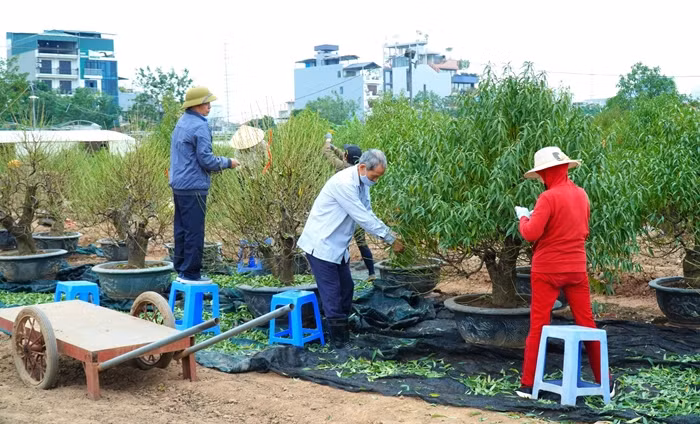 Năm nay, do ảnh hưởng nặng nề từ cơn bão số 3, diện tích đào ở Nhật Tân không còn nhiều. Để hồi sinh vườn đào, người dân làng đào Nhật Tân đã chọn lọc, cải tạo đất, tỉa cành cho vào chậu chăm sóc để kịp phục vụ dịp Tết Nguyên đán. Ảnh: Suckhoedoisong