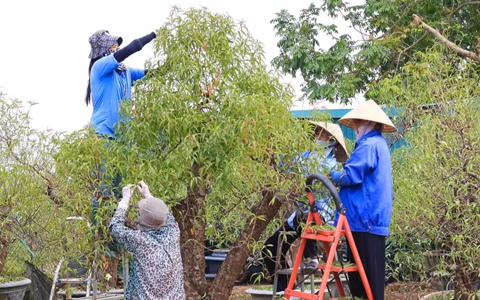 Cuối tháng 10, đầu tháng 11 âm lịch hàng năm, làng đào Nhật Tân bắt đầu vào vụ tuốt lá để sẵn sàng cho dịp Tết Nguyên đán Ất Tỵ 2025. Ảnh: Báo giao thông