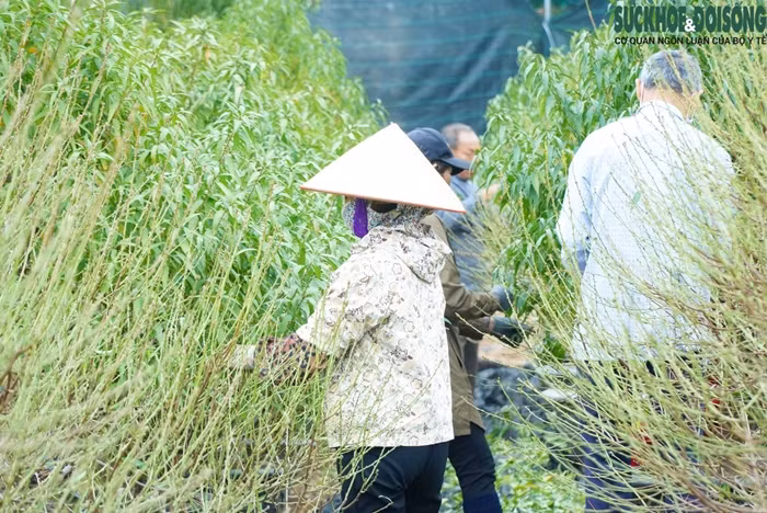 Thời điểm này, người trồng ưu tiên tuốt lá cây đào thế trước, đào cành sẽ tuốt sau. Ảnh: Suckhoedoisong