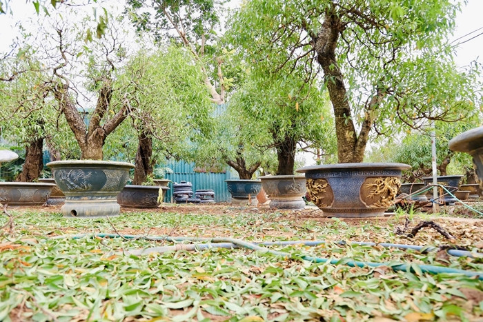 Vào thời điểm này, nhiều hộ gia đình phải thuê thêm nhân công, ít thì thuê 4-5 người, nhà diện tích trồng đào lớn sẽ thuê 7 - 10 ngày với mức giá khoảng 350.000 - 450.000 đồng/người/ngày. Ảnh: Tiền phong