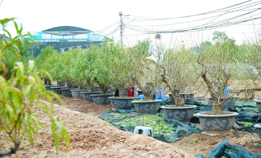 Làng đào Nhật Tân nổi tiếng với 3 loại đào chính gồm đào thế, đào cổ, đào cành. Đào thế là những gốc cây đào bích nguyên thủy, không lai tạo được biết đến với tên đào huyền. Ảnh: Suckhoedoisong