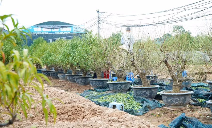 Làng đào Nhật Tân nổi tiếng với 3 loại đào chính gồm đào thế, đào cổ, đào cành. Đào thế là những gốc cây đào bích nguyên thủy, không lai tạo được biết đến với tên đào huyền. Ảnh: Suckhoedoisong