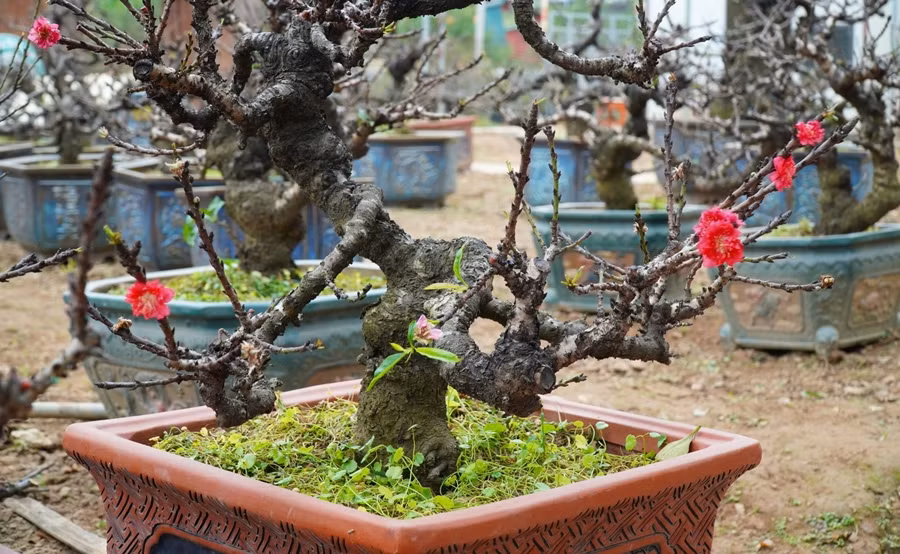 Đào bích Nhật Tân có màu hồng thắm, bông hoa to, dày cánh, nở rộ. Ảnh: Suckhoedoisong