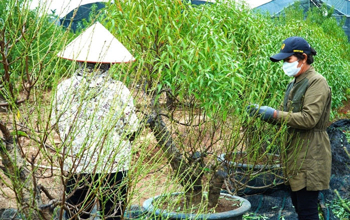 Người tuốt lá phải kiên nhẫn và tỉ mỉ để không làm hỏng mầm hoa. Ảnh: Suckhoedoisong