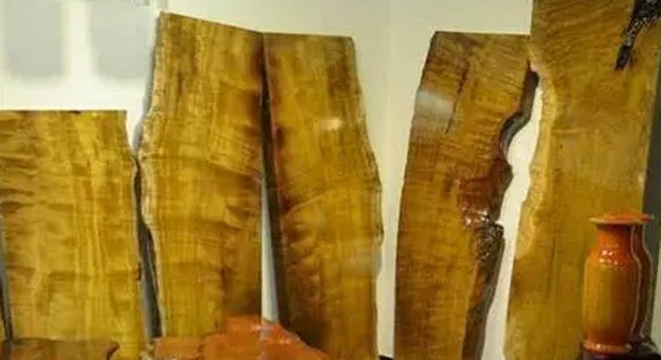 Nanmu vàng không chỉ đẹp mà còn hiếm bởi phát triển rất chậm. Phải mất hàng chục năm, thậm chí hàng trăm năm, những sợi chỉ vàng bên trong mới dần hình thành. Ảnh: Sohu