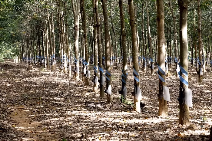 Trước năm 2012, Hoàng Anh Gia Lai là doanh nghiệp đầu tư đa ngành bất động sản, thủy điện, khoáng sản... Năm 2012, Hoàng Anh Gia Lai chuyển hướng mạnh mẽ sang nông nghiệp, đặc biệt là đầu tư hàng tỷ USD trồng cao su tại ba nước Đông Dương. Ảnh: HAGL