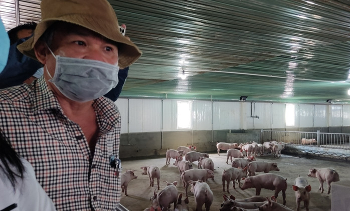 Tập đoàn Hoàng Anh Gia Lai còn nuôi heo, gà; đang nuôi cá tầm và cá hồi, chưa thu hoạch tạo dòng tiền. Ảnh: Người lao động