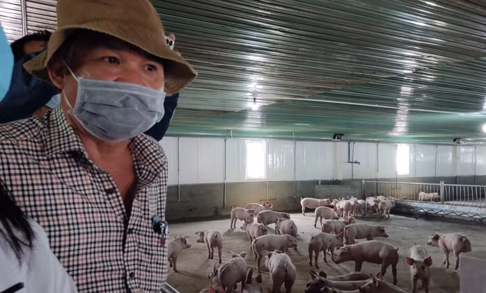 Tập đoàn Hoàng Anh Gia Lai còn nuôi heo, gà; đang nuôi cá tầm và cá hồi, chưa thu hoạch tạo dòng tiền. Ảnh: Người lao động