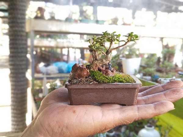 Ông Phúng ấp ủ bộ sưu tập bonsai và tiểu cảnh mini từ khi còn nhỏ. Có nhiều cây được dùng làm bonsai nhưng ông thích nhất là sam hương. Nhiều năm qua, ông đưa giống cây sam hương về ươm trồng, nhân giống, cắt tỉa... và trồng vào các loại vật dụng đủ hình hài như chum, vại, tường gốm, chai, lọ, vỏ ốc, vỏ trứng...Ảnh: Người lao động