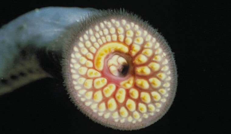 Tùy vào từng thời điểm, giá cá mút đá dao động từ 200.000 - 300.000 đồng/kg, thậm chí có lúc lên tới 400.000 đồng/kg. Ảnh: Internet