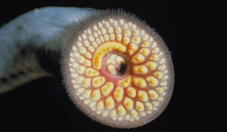 Tùy vào từng thời điểm, giá cá mút đá dao động từ 200.000 - 300.000 đồng/kg, thậm chí có lúc lên tới 400.000 đồng/kg. Ảnh: Internet