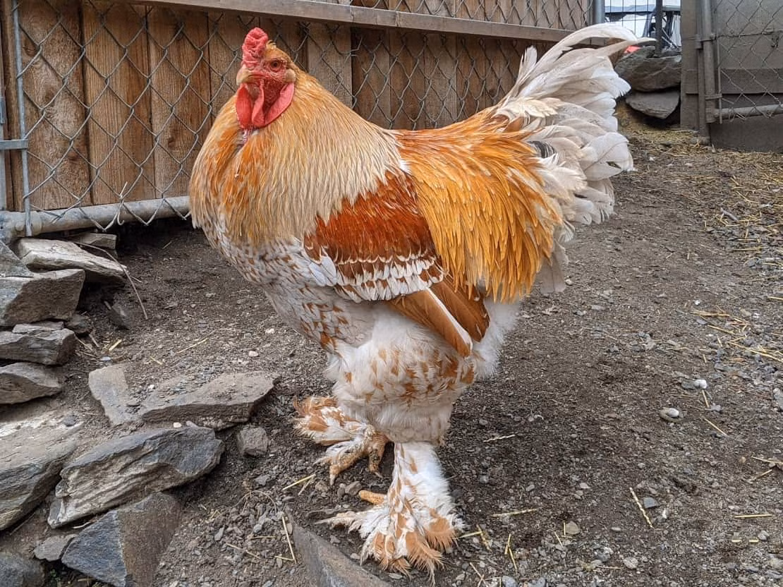 Gà kỳ lân có bộ lông dày, xù xì, nhiều màu, hai chùm lông như bộ râu xòe rộng ra hai bên má. Ảnh: Reddit