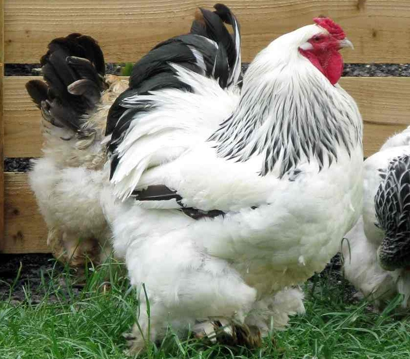 So với các loại gà khác, gà kỳ lân có trọng lượng lớn, trung bình khoảng 9 - 18 kg/con. Vì thế, chúng được gọi là gà "khổng lồ". Ảnh: Mekong Pet