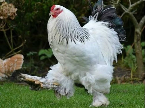 Cách đây vài năm, giá mỗi cặp gà kỳ lân trưởng thành lên tới vài chục triệu đồng nhưng cũng không có để mua. Ảnh: Gacanhvn