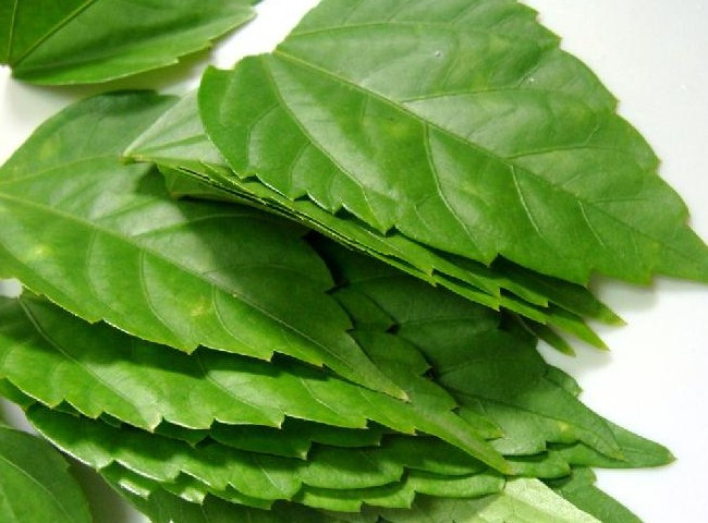 Ngày nay, nhiều người hái lá dâm bụt bán ở chợ quê hay trên chợ mạng với giá khoảng 50.000 đồng/kg. Ảnh: Internet