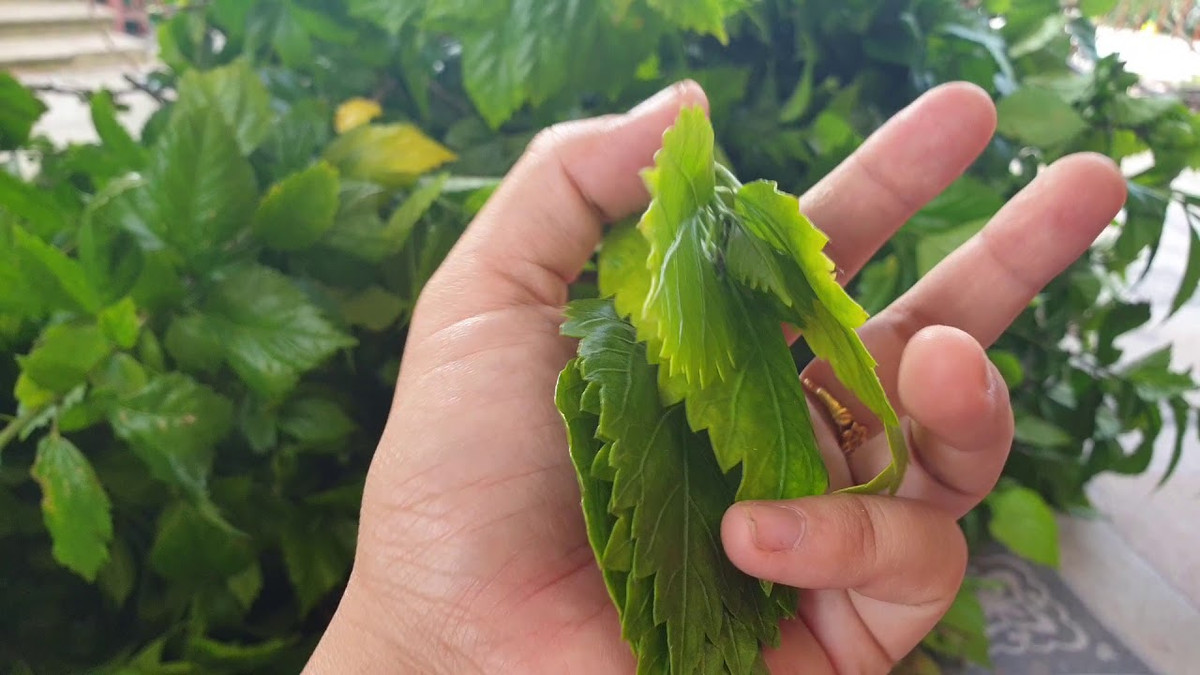 Mặc dù không phải mức giá "phải chăng" nhưng để được thưởng thức hương vị quê nhà, nhiều người cho rằng giá đắt một chút vẫn rất đáng. Ảnh: Youtube