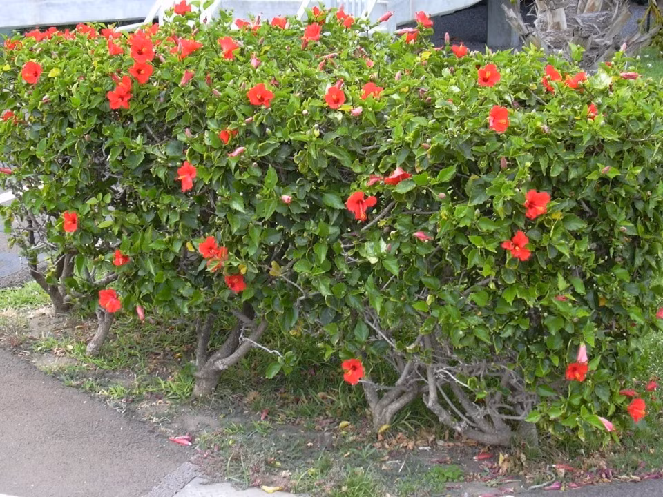 Hoa dâm bụt (miền Nam gọi là bông bụp) thuộc họ cẩm quỳ, nguồn gốc từ vùng nhiệt đới Châu Á. Loại cây này cao từ 1 - 2 mét, lá đơn, mọc cách. Ảnh: Dân Việt