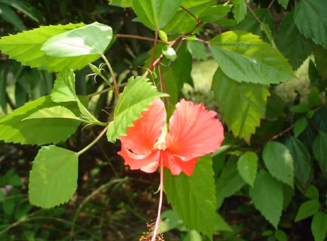 Cuộc sống hiện đại ngày nay khiến nhiều gia đình chọn xây tường bê tông thay cho hàng rào dâm bụt. Vì vậy, muốn ăn bát canh dâm bụt nấu cua đồng phải đi tìm nhà ai có cây để xin lá. Ảnh: Internet