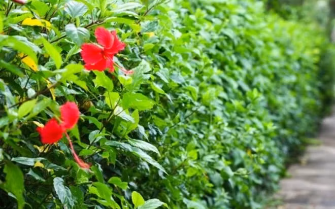 Dâm bụt vốn là cây dại được trồng làm hàng rào tại các vùng quê ở Việt Nam. Ảnh: PhunuVietNam