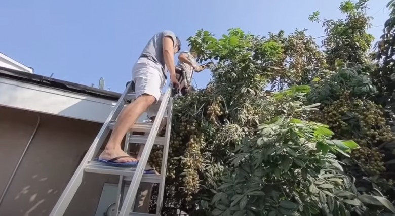 Trước kia, gia đình NSƯT Bảo Quốc từng hé lộ ngôi nhà tại Mỹ với khu vườn ngập tràn cây trái. Ảnh chụp màn hình