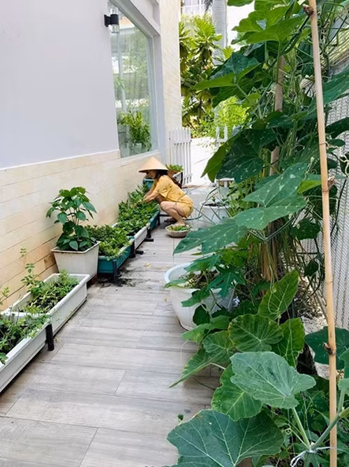 Bên hông nhà, Thân Thúy Hà trồng đủ các loại rau xanh. Ảnh: FB Thân Thúy Hà