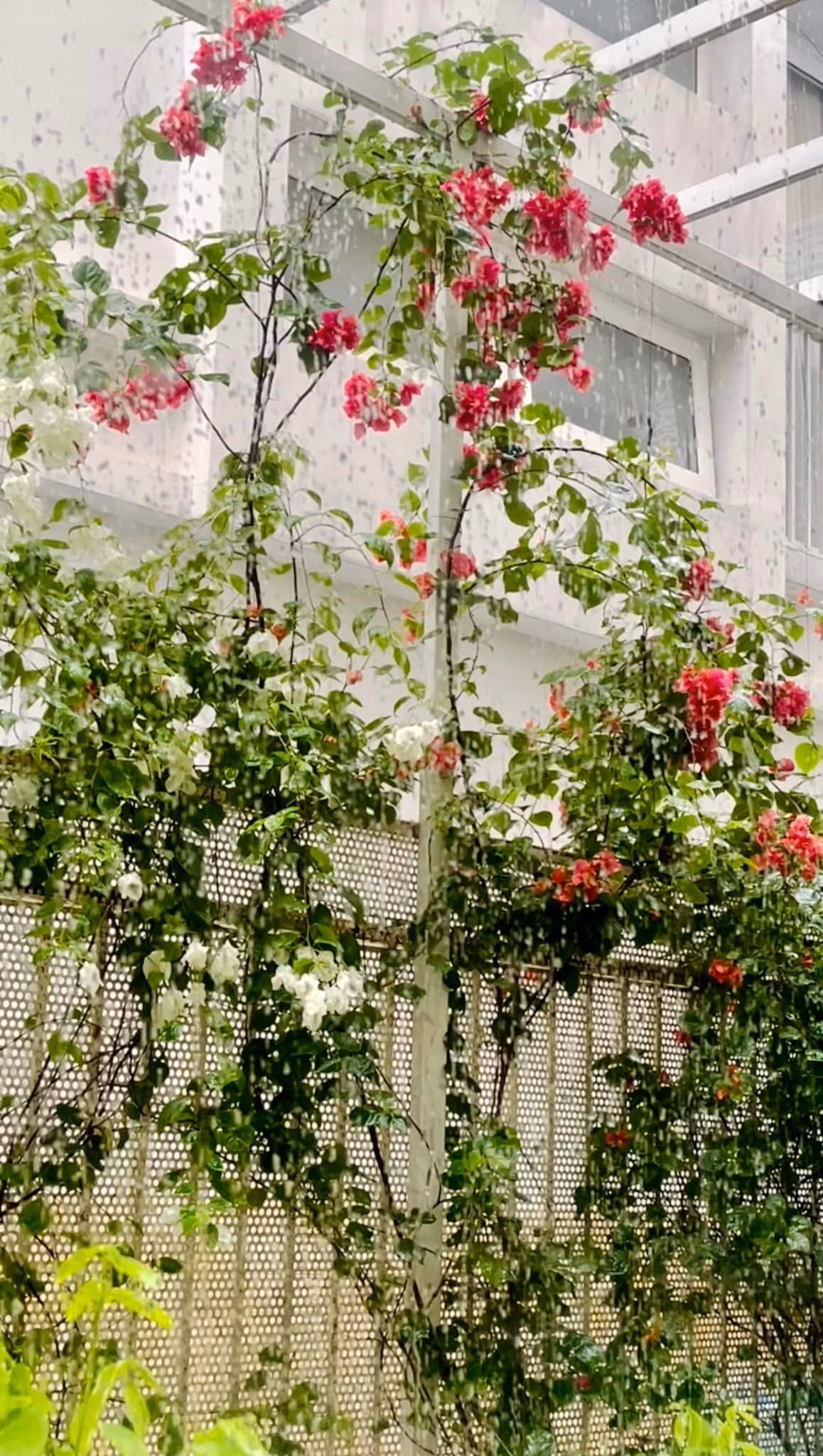 Hoa giấy màu đỏ và trắng vươn mình trên giàn, nổi bật giữa những khoảng tường trắng, tạo nên bức tranh thiên nhiên sinh động. Ảnh: FB Thân Thúy Hà