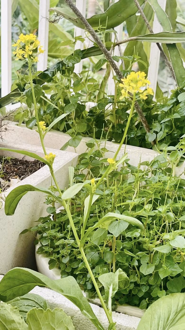 Nữ diễn viên thích ngắm từng thứ quả, bông hoa và cây lá trong vườn. Ảnh: FB Thân Thúy Hà