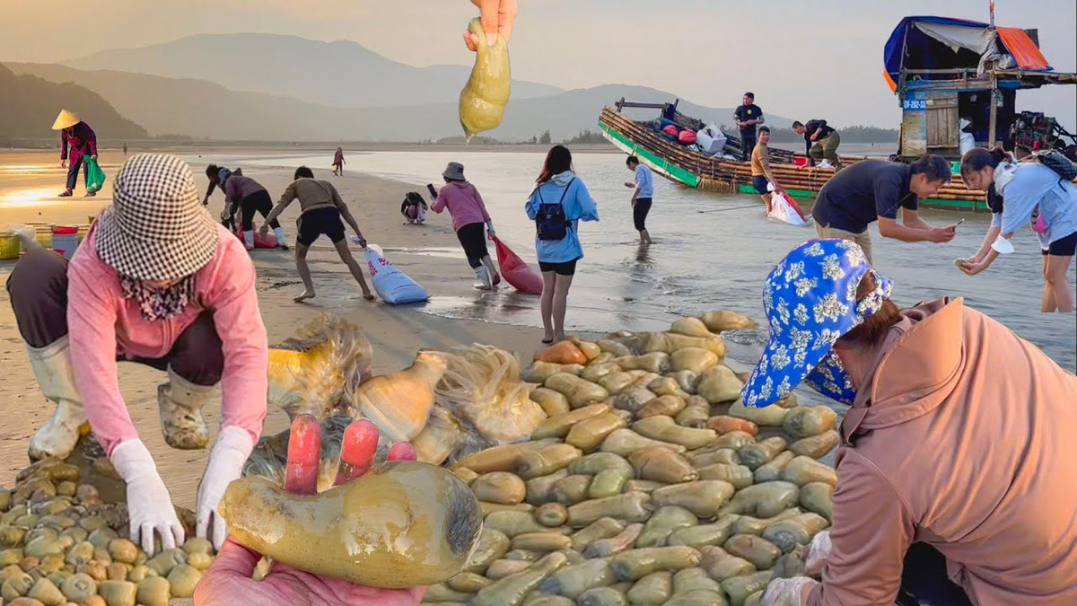 Rum biển xuất hiện theo mùa dọc các xã bãi ngang ở huyện Diễn Châu như Diễn Hải, Diễn Kim... Ảnh: YouTube