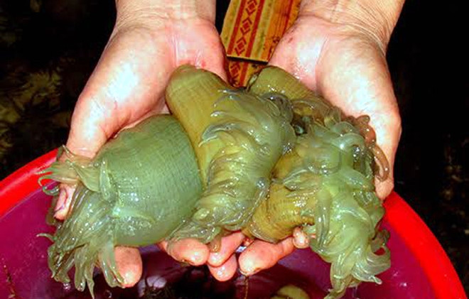 Dù giá đắt đỏ nhưng số lượng rum biển bán ra thị trường không nhiều. Do vậy, thực khách muốn ăn nhiều khi phải đặt trước cả tuần, cả tháng mới có. Ảnh: Người đưa tin