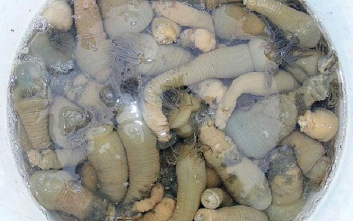 Người săn rum giỏi có thể kiếm được tiền triệu mỗi ngày. Ảnh; Saostar