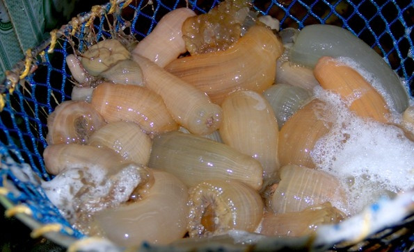 Trước đây, rum biển giá rất rẻ, nhưng vài năm gần đây, rum biển được ưa chuộng nên hàng có bao nhiêu cũng hết. Ảnh: Baonghean