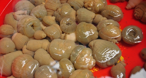 Thân rum biển trơn nên dễ tuột khỏi tay. Vì vậy, ngư dân phải hết sức khéo léo và nhanh nhẹn. Nếu không nhanh tay, khi chạm vào rum là mất dấu. Ảnh: Baonghean