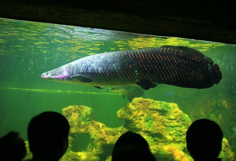 Trước đây, cá hải tượng long chỉ nổi tiếng tại Nam Mỹ nhưng hiện nay, việc nuôi cá hải tượng làm cảnh đang rất phổ biến trên thế giới. Ảnh: Dân Việt