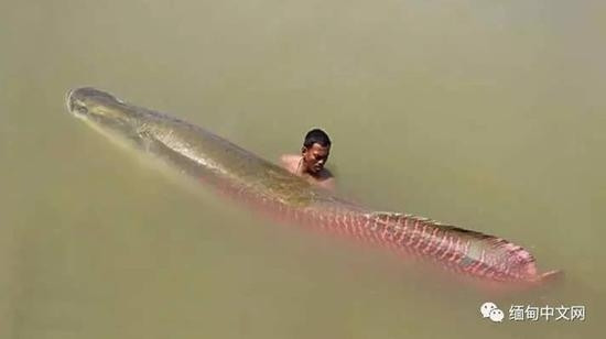 Theo báo Trung Quốc, con cá khổng lồ này được cho là có giá tới 1 triệu nhân dân tệ (khoảng 3,4 tỷ đồng). Ảnh: Sina