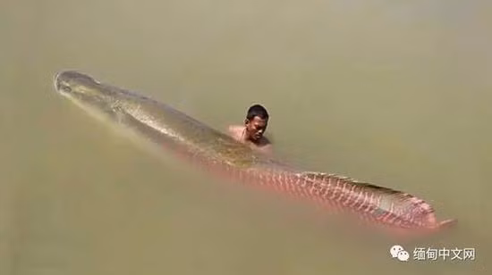 Theo báo Trung Quốc, con cá khổng lồ này được cho là có giá tới 1 triệu nhân dân tệ (khoảng 3,4 tỷ đồng). Ảnh: Sina