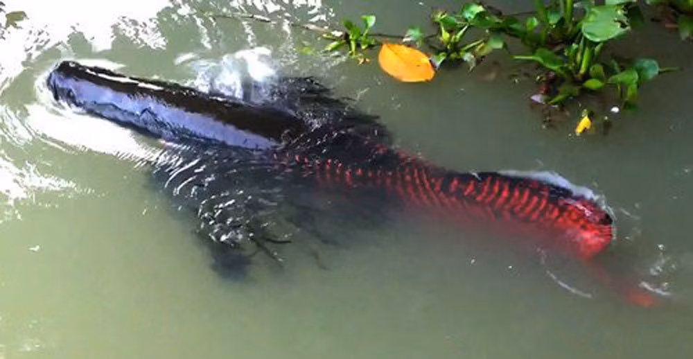 Tại Việt Nam, cá hải tượng long được xem là "thú chơi của đại gia" bởi giá vô cùng đắt đỏ. Ảnh: Dân Việt