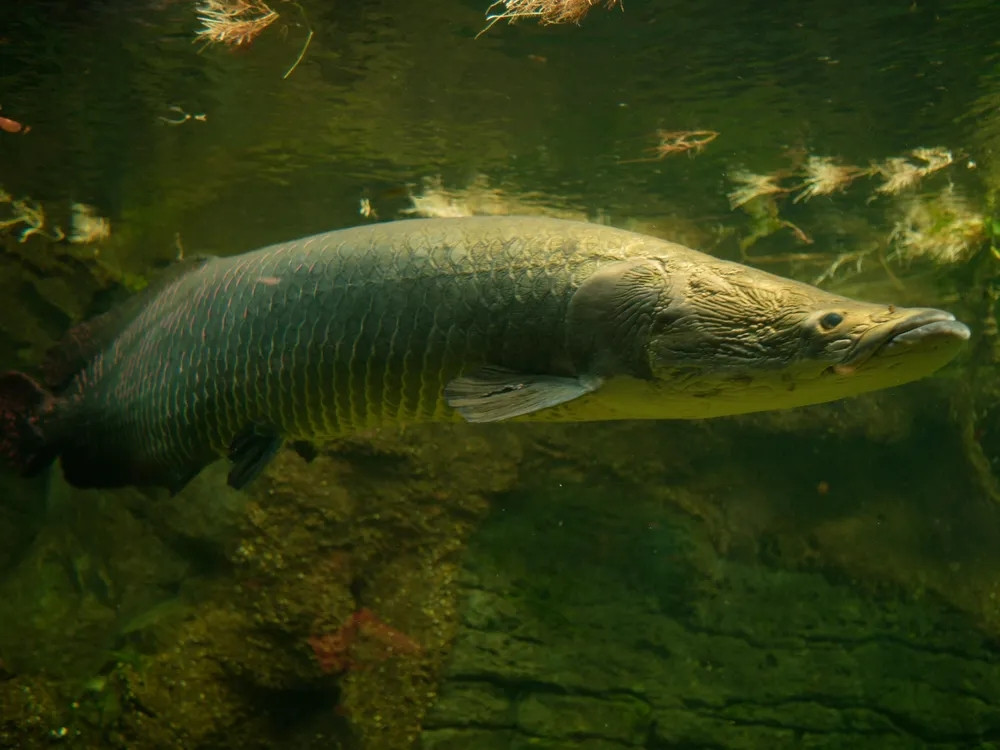 Đáng tiếc, con cá được phát hiện ở Myanmar đã chết ngay sau khi được phát hiện. Ảnh minh họa